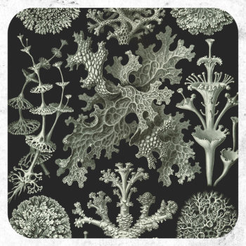 Lichen By Ernst Haeckel  Vintage Nature Plants Classic Round Sticker by Ernst_Haeckel_Art at Zazzle