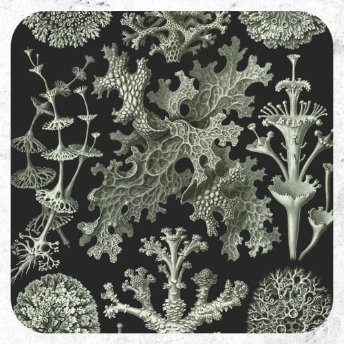 Lichen by Ernst Haeckel Vintage Nature Plants Classic Round Sticker