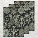 Lichen by Ernst Haeckel, Vintage Nature Plants Wrapping Paper Sheets<br><div class="desc">Vintage illustration botany nature design by Ernst Haeckel featuring a black and white design with a variety of lichen. Lichen is a plant that often forms in a low crustlike,  leaf shape or branching growth,  living on rocks,  walls,  and trees. A composite organism made up of fungus.</div>