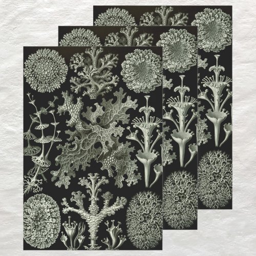 Lichen by Ernst Haeckel Vintage Nature Plants Wrapping Paper Sheets