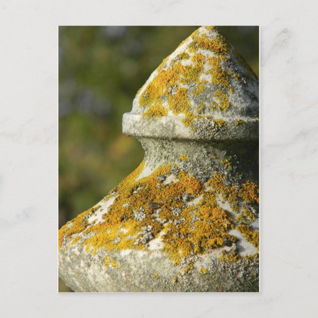 Lichen Covered Cemetery Obelisk Postcard (Front)