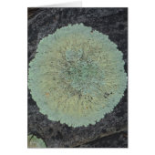 Lichen Mossy Circle Cards (Front)
