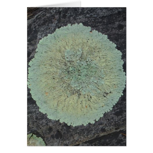 Lichen Mossy Circle Cards (Front)