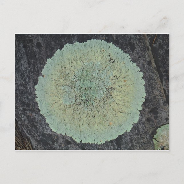 Lichen Mossy Circle Postcard (Front)
