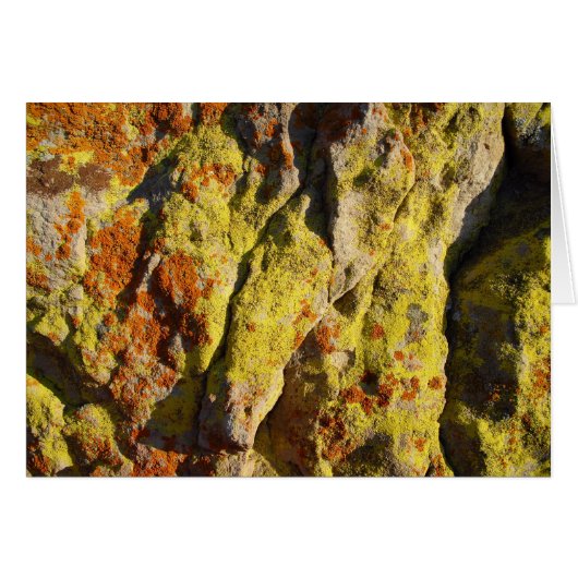 Lichen on Rock (Front Horizontal)