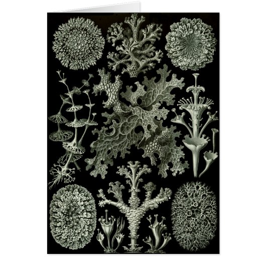 Lichens Cards (Front)