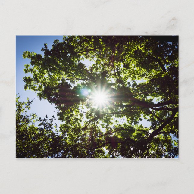 Lichtblick Postcard (Front)