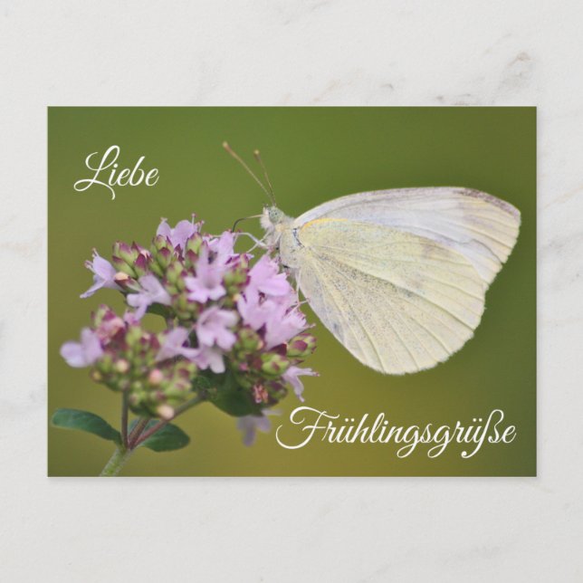 Liebe Frühlingsgrüße Postcard (Front)