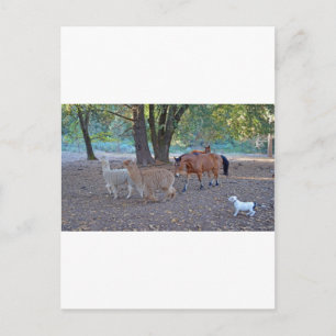 Life at the ranch postcard