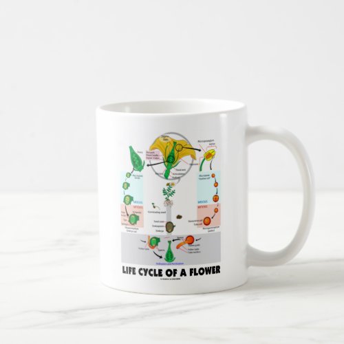 Life Cycle Of A Flower Angiosperm Coffee Mug