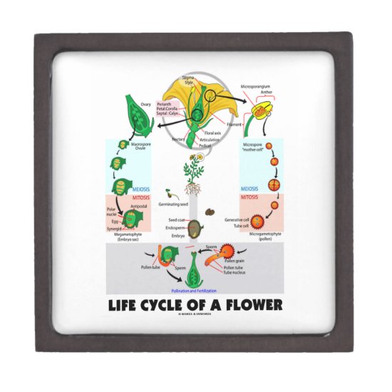 Life Cycle Of A Flower (Angiosperm) Jewelry Box