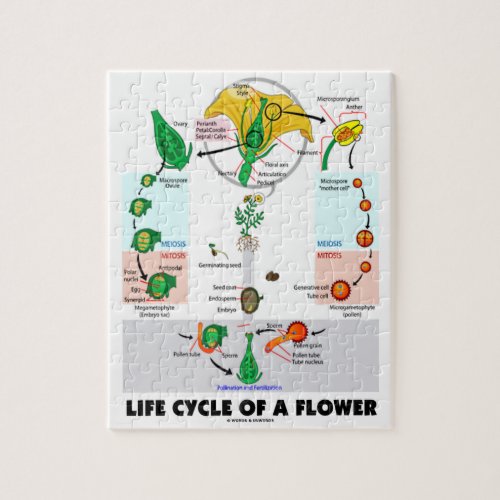 Life Cycle Of A Flower Angiosperm Jigsaw Puzzle