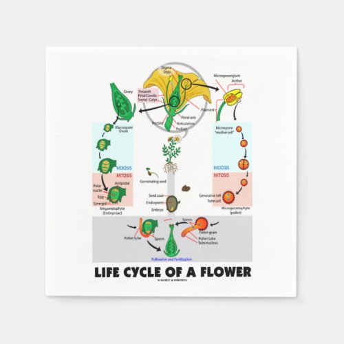 Life Cycle Of A Flower Angiosperm Paper Napkins