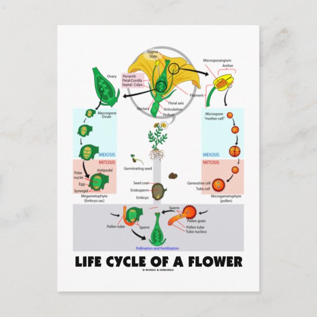 Life Cycle Of A Flower (Angiosperm) Postcard (Front)