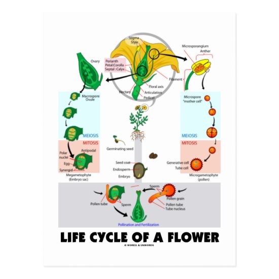 Life Cycle Of A Flower (Angiosperm) Postcard