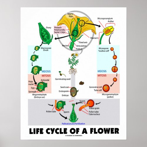 Life Cycle Of A Flower Angiosperm Poster