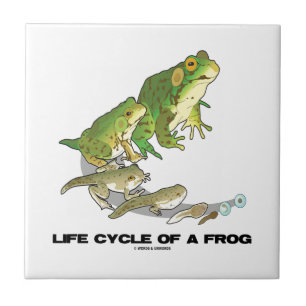 Life Cycle Of A Frog (From Egg To Tadpole To Frog) Tile