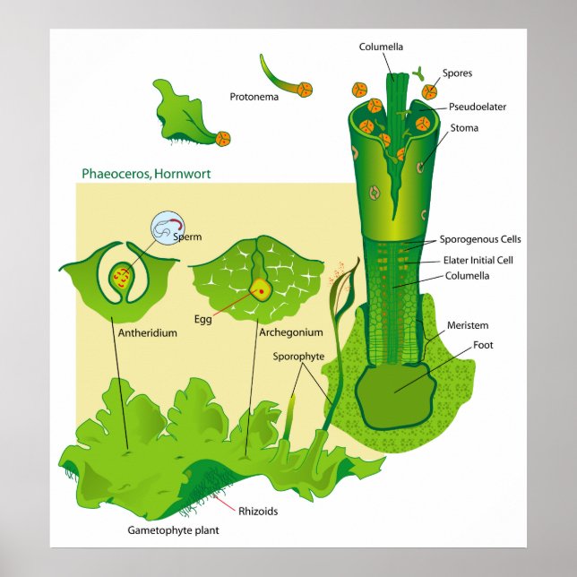 Life Cycle of a Hornwort Plant Diagram Poster (Front)