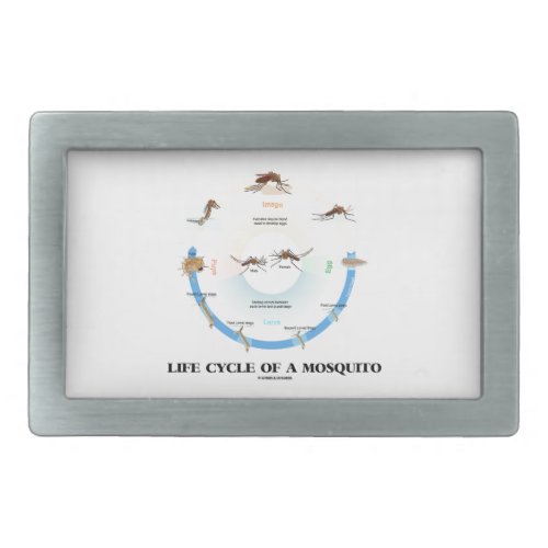 Life Cycle Of A Mosquito Egg Larva Pupa Imago Belt Buckle