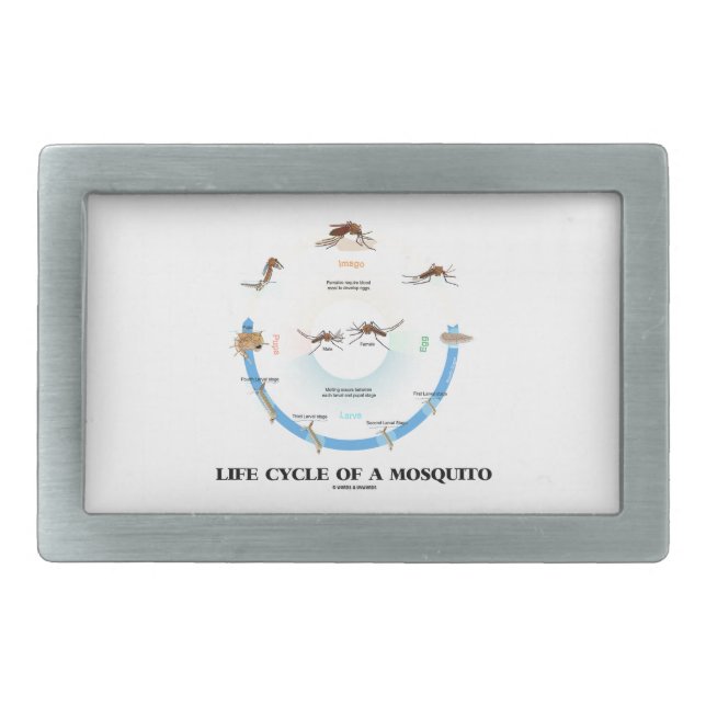 Life Cycle Of A Mosquito (Egg Larva Pupa Imago) Belt Buckle (Front)