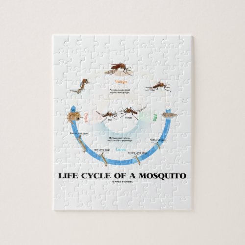 Life Cycle Of A Mosquito Egg Larva Pupa Imago Jigsaw Puzzle