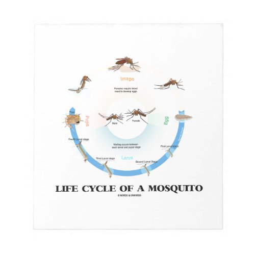 Life Cycle Of A Mosquito Egg Larva Pupa Imago Notepad