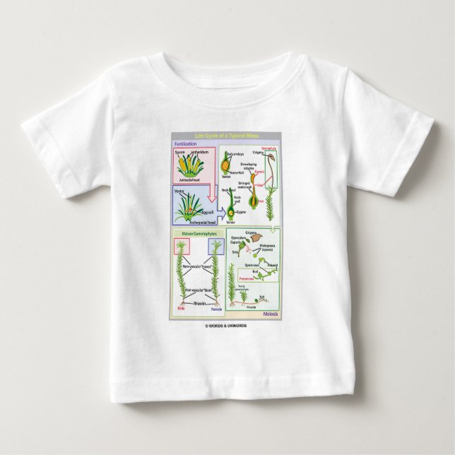 Life Cycle Of A Typical Moss (Bryophyte) Baby T-Shirt (Front)