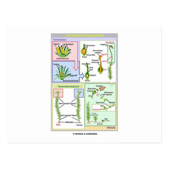 Life Cycle Of A Typical Moss (Bryophyte) Postcards