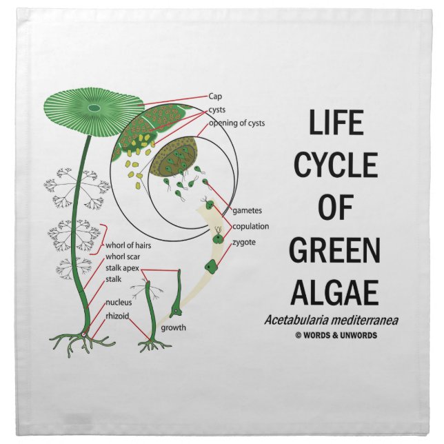 Life Cycle Of Green Algae Cloth Napkin (Front)