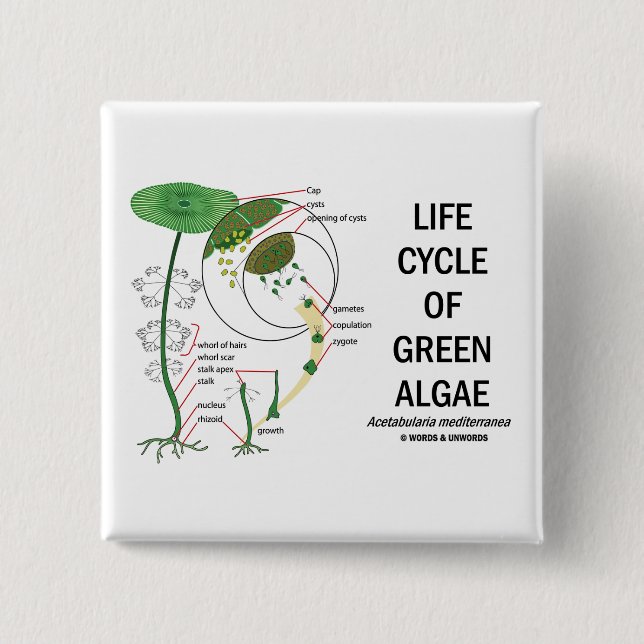 Life Cycle Of Green Algae Pinback Button (Front)