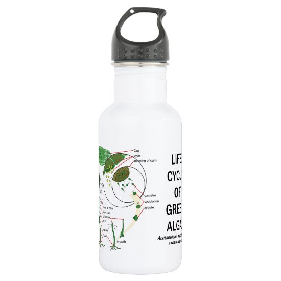 Life Cycle Of Green Algae Stainless Steel Water Bottle