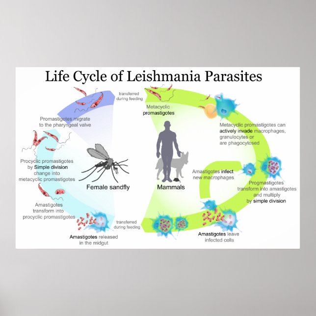 Life Cycle of Parasites from Genus Leishmaniasis Poster (Front)