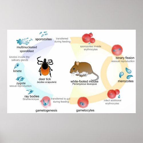 Life cycle of the Parasite Babesia Poster