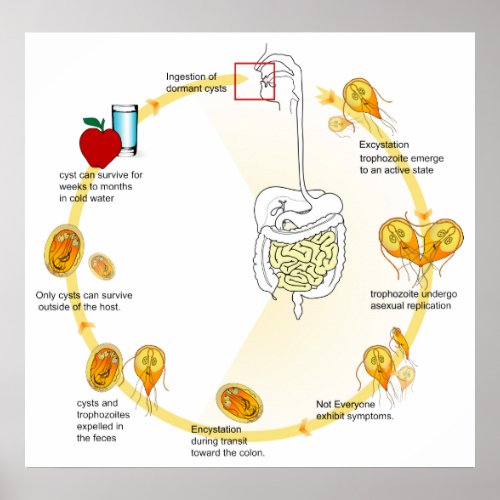 Life Cycle of the Parasite Giardia Lamblia Diagram Poster