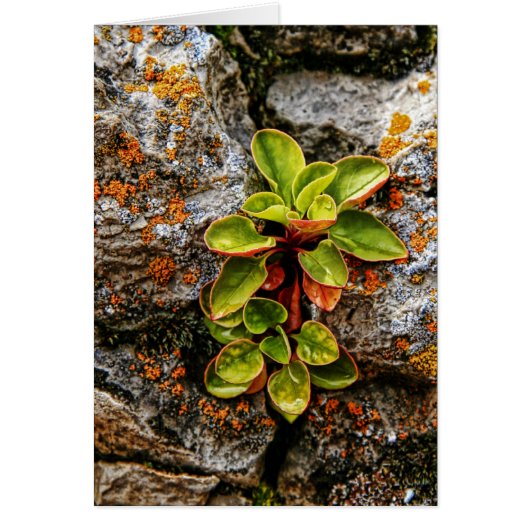 Life Finds a Way (Front)