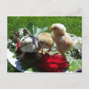 life funny litle birds postcard