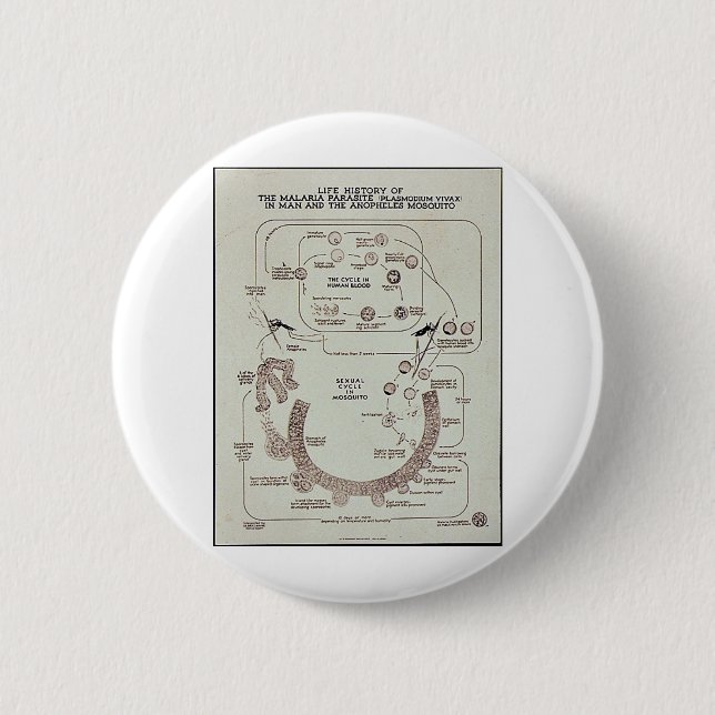 Life History Of The Malaria Parasite Plasmodiume V Button (Front)