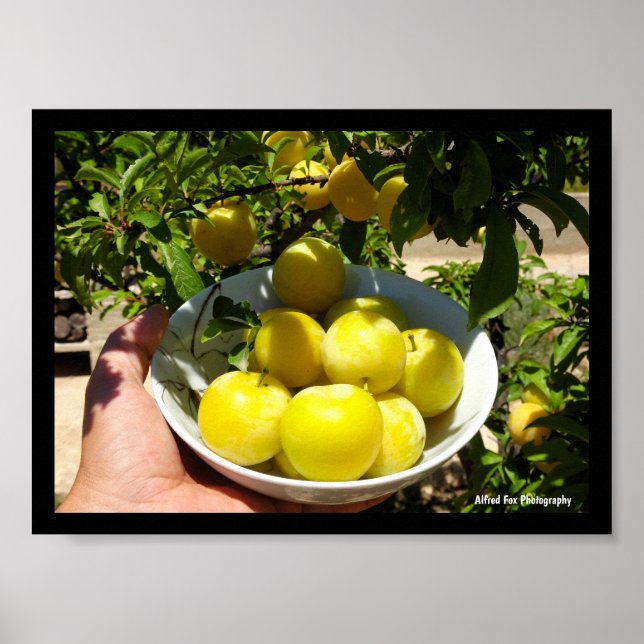 Life is a Bowl of Plums Poster (Front)