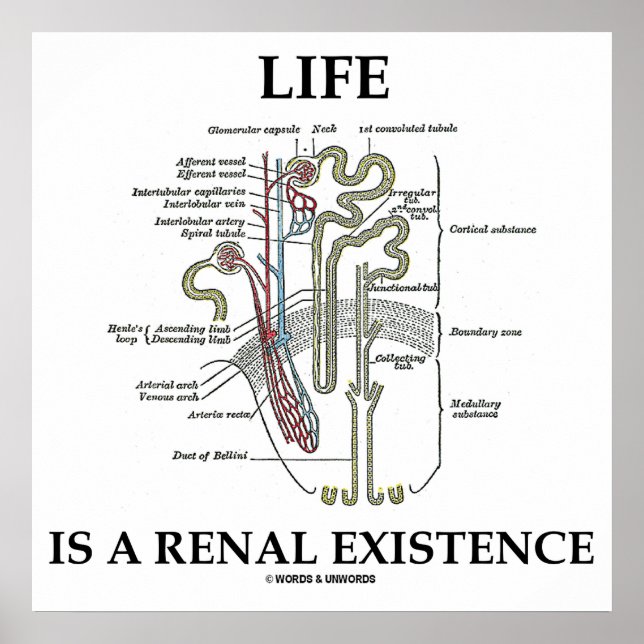 Life Is A Renal Existence Kidney Nephron Poster (Front)