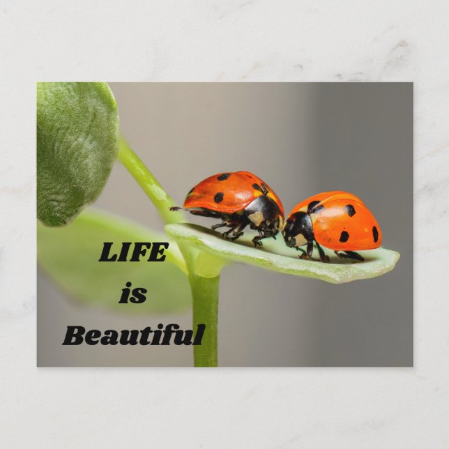Life is beautiful - Ladybug Postcard (Front)