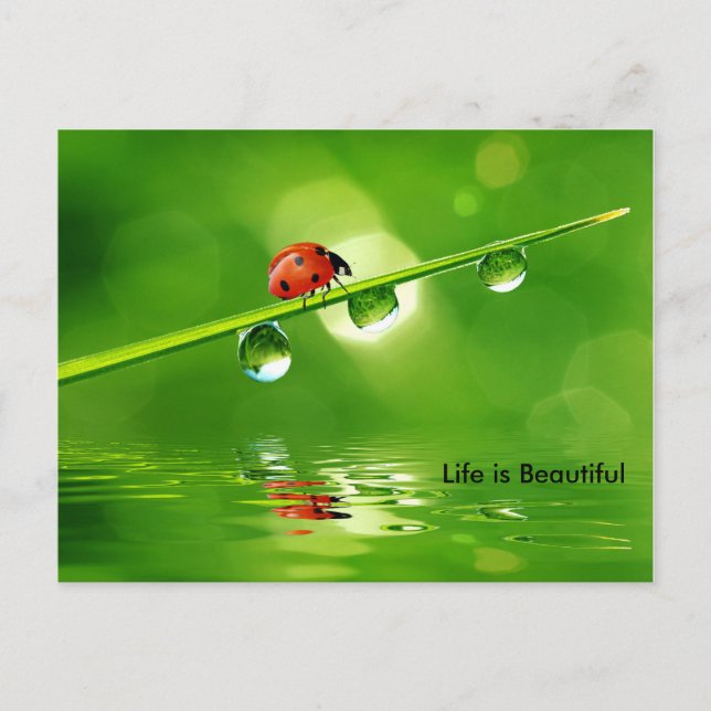Life is Beautiful Motivation Postcard (Front)