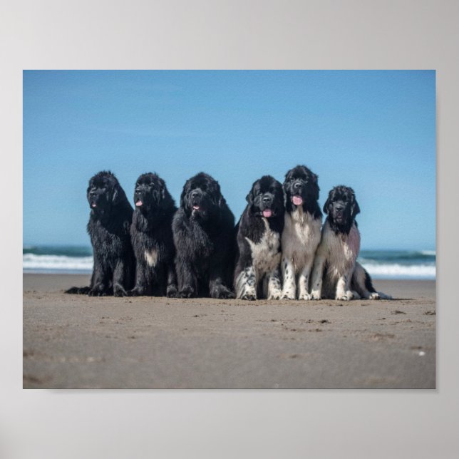 Life is better at the beach newfoundland dogs poster (Front)