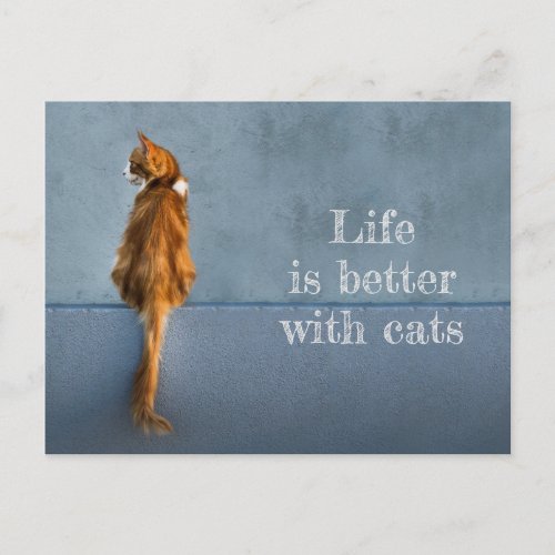 Life Is Better With Cats  Maine Coon Photo Postcard