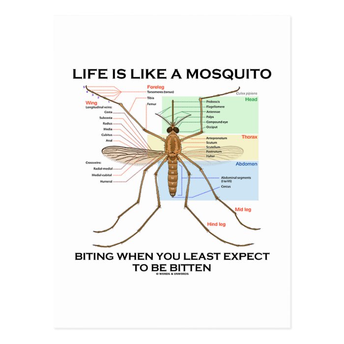 Life Is Like A Mosquito Biting When Least Expect Postcard