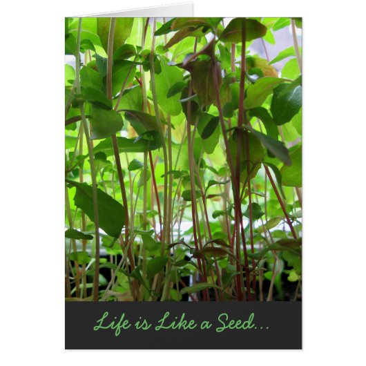 Life is Like a Seed text adjustable Cards (Front)