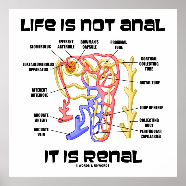 Life Is Not Anal It Is Renal (Kidney Nephron) Poster (Front)