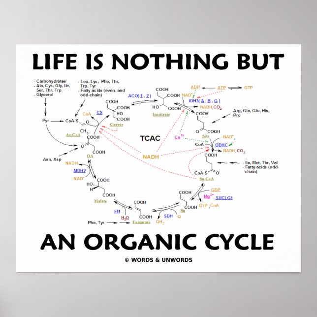 Life Is Nothing But An Organic Cycle Krebs Cycle Poster (Front)