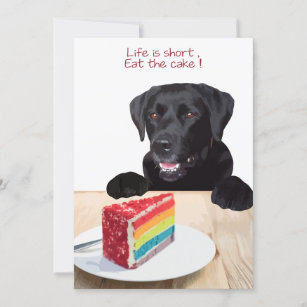 labrador eating cake