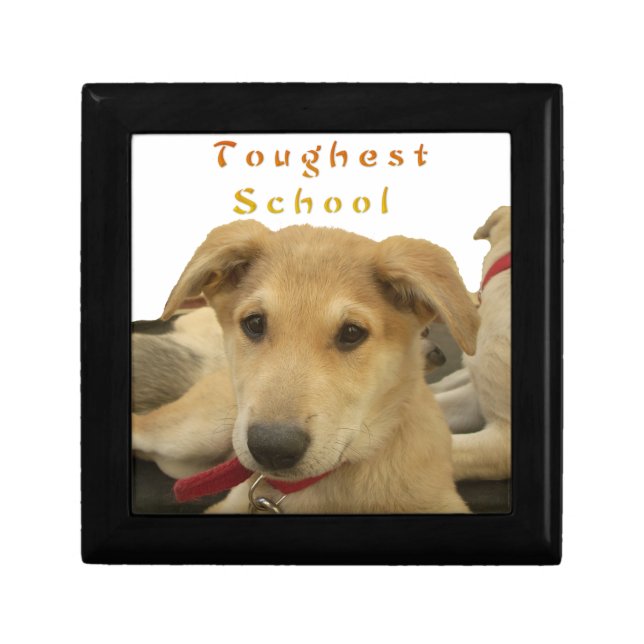 "Life is the Toughest School" Dog Art Print Gift Box (Front)