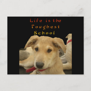 "Life is the Toughest School" Dog Art Print Postcard